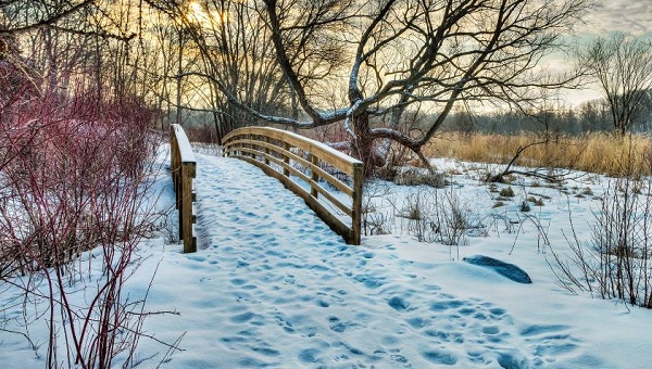 Day 5 of 365, Walk the MN Landscape Arboretum - January 5, 2015 #365TC