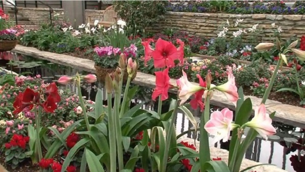 Day 10 of 365, Como Zoo and Conservatory - Winter Flower Show #365TC