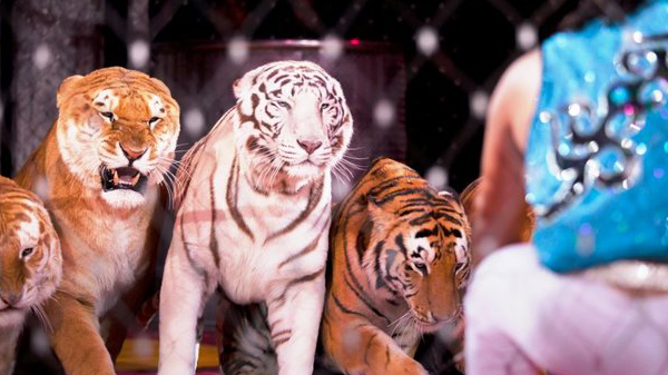 Day 77 of 365 Shrine Circus #365TC
