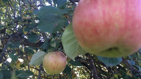 Day 281 of 365 Aamodt's Apple Farm #365TC