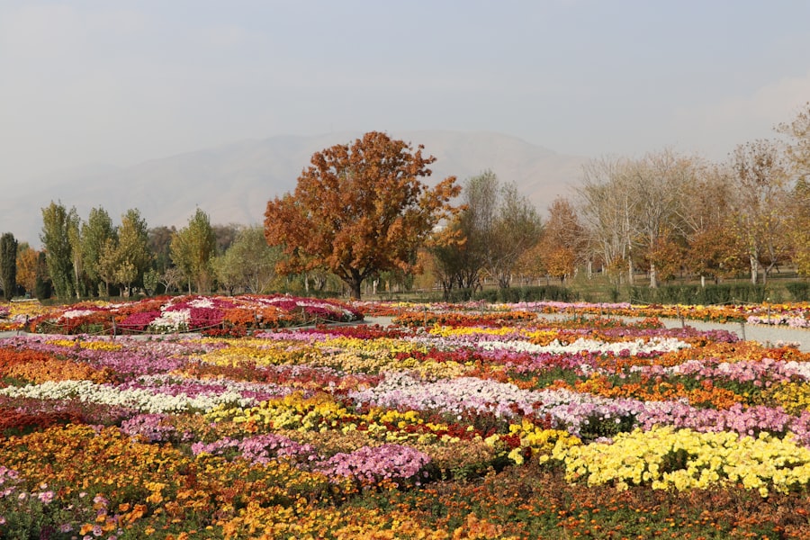 Fall Festivals