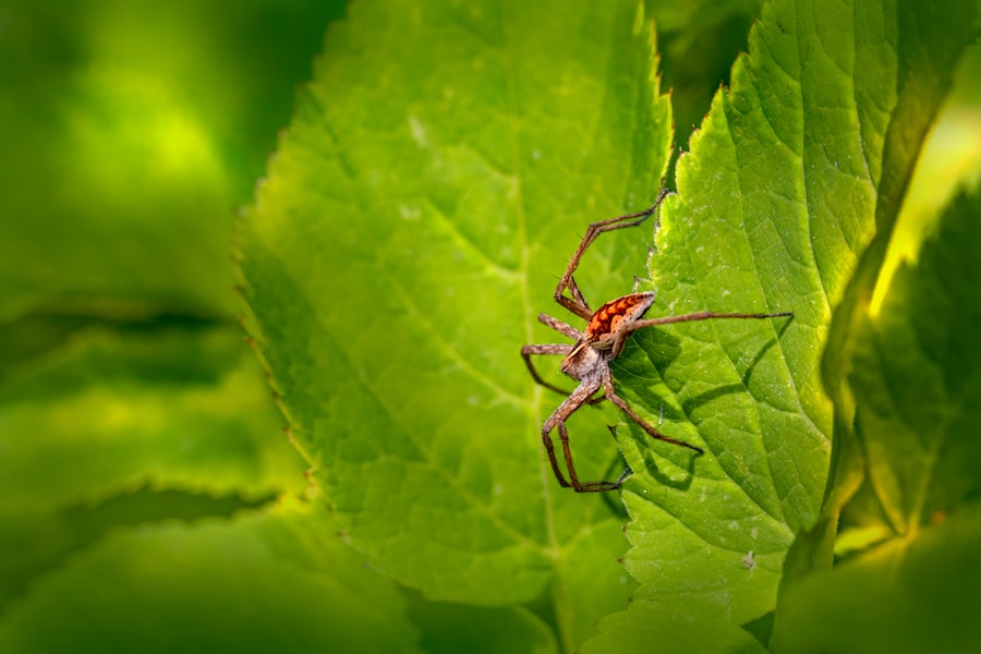 Photo Pest Control Services