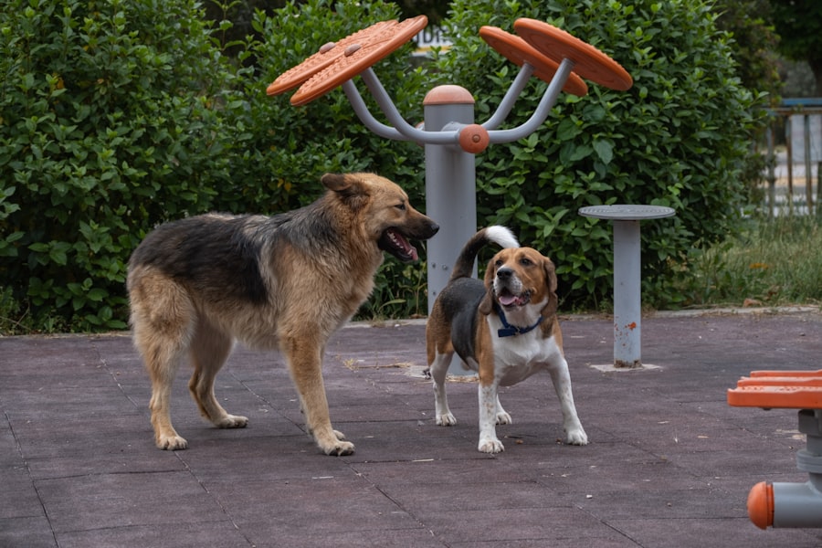 Photo Dog-Friendly Parks and Patios