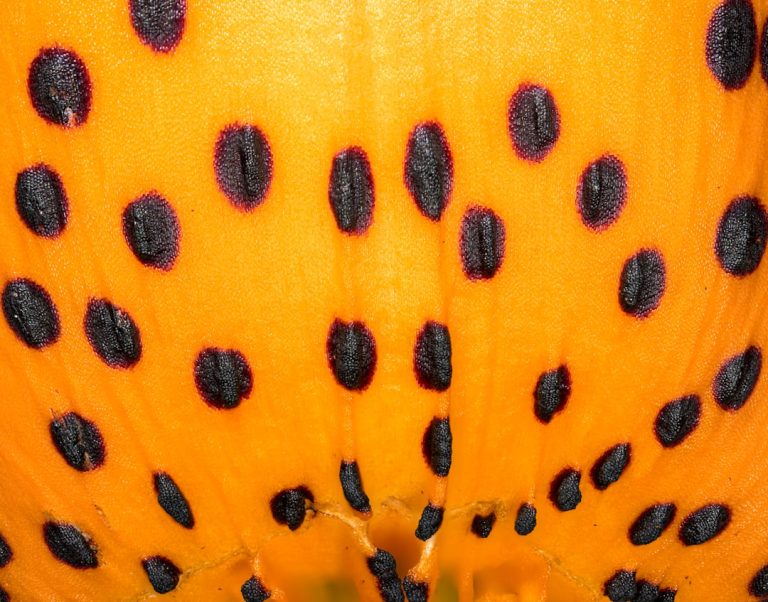 Photo Pumpkin Patches and Corn Mazes